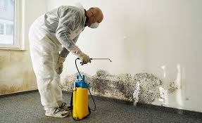 Best Mold Odor Removal Services  in Jerome, ID