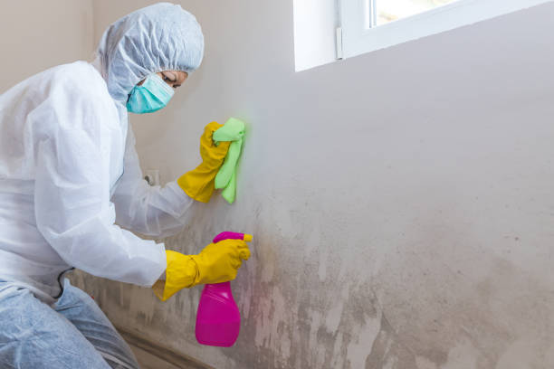 Best Emergency Mold Remediation  in Jerome, ID